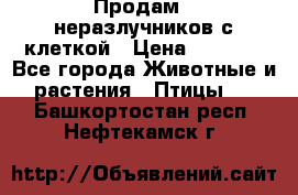 Продам 2 неразлучников с клеткой › Цена ­ 2 500 - Все города Животные и растения » Птицы   . Башкортостан респ.,Нефтекамск г.